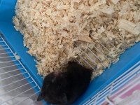 Yavru Hamster