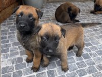 Safkan Irk Garantili belçika kurdu