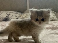 Bulut kızı british longhair