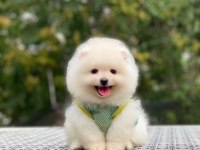 POMERANİAN BOO YAVRULARIMIZ KARŞINIZDA