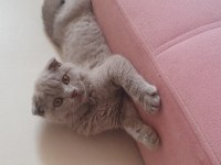 Yavru Scottish Fold Kedisi