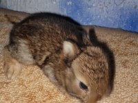 Netherland dwarf hollanda cücesi tavşan