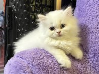 Özel Irk Çift Renk Gözlü British Longhair Bebek