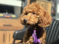 Poodle Kızıma Eş Arıyoruz