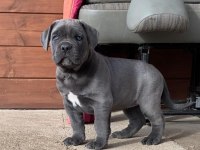 A şecereli anne babadan cane corso yavrular kapıda ödeme