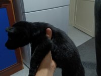 Black Solid Alman kurdu yavrula