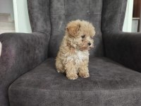 Maltipoo yavruları