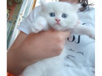 British Longhair