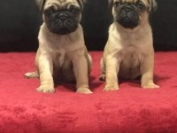 A KALİTE PUG MOPS BEBEKLER