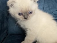 Şeker gibi top kafa scottish fold yavrumuz