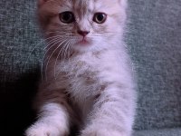 British longhair İstanbul içinde ulaşımını sağlıyorum