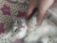 Acil sahiplendirme kedimiz