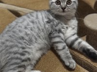 British shorthair yavru