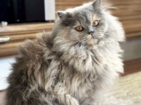 British longhair dişi sahiplendirme