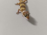 Leopard geckomuz