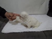 Biblo maltese bebek