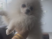 0 numara 5 aylık dişi pomeranian