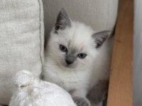 British shorthair 55 günlük erkek