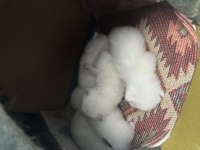 15-20 günlük scottish fold
