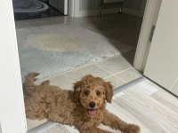 3 AYLIK YAVRU TOY POODLE