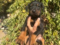 DOBERMAN BEBEKLERİMİZ