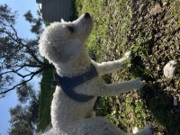 1 yaşında maltipoo oğlum