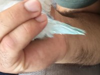 Forpus papağanı iki aylık