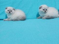 Sevimli Scottish Fold Blue Point Bebekler
