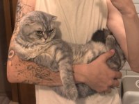 2 Yaşında Tüm Aşıları Tam Erkek Scottish Fold Kedime