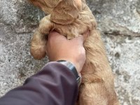 cocker bebek köpeklerimiz