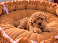 Toypoodle Irk Ve sağlık Garantili Kore Kan Bebekler 