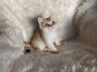 British shorthair golden oğlumuz