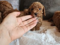 Anne altından evde bakılan kore kan mini poodle