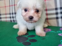 SAFKAN MALTESE BEBEKLER