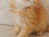 Longhair ve shorthair fold