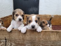 Beagle yavrularımız ırk garantili