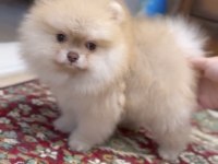 Sağlık Ve Irk Garantili Pomeranian