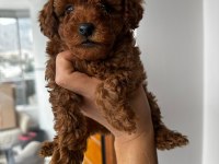 Secereli safkan Toy poodle yavrusu ( dişi )