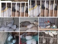 JUMBO JAPON VE ÇİN BILDIRCINLARI