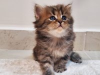 MÜKEMMEL GÜZELLİK BRİTİSH LONGHAİR