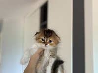 SCOTTISH FOLD SEVİMLİ YAVRULARIM 