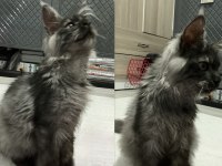 Acil 3 aylık uygun maine coon black smoke erkek