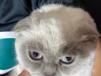 Bluepoint erkek british shorthair