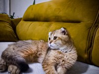 4 Aylık scottish fold cinsi erkek yavru