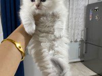 Safkan anne ve babadan british longhair