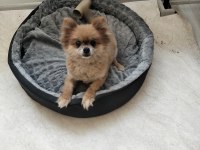 Turuncu Dişi Köpeğimiz 1 Yaşında Bu Kadar Uyguna İmkansız