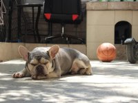 İzmir lilac tan erkek french bulldog