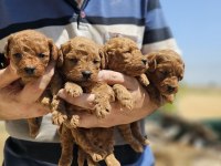 Orijinal toy poodle bebekler