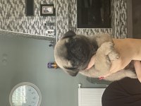 Gül kuyruk pug bebekler