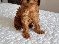 Orjınal poodle yavruları
